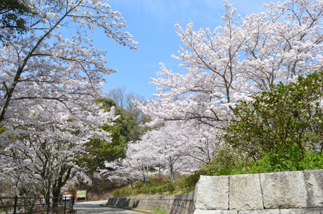 江汐公園　桜