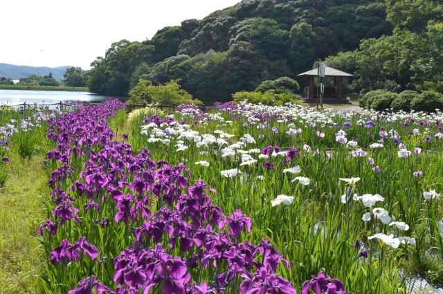 物見山総合公園　菖蒲