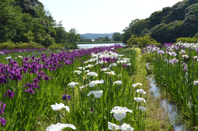 物見山総合公園　菖蒲