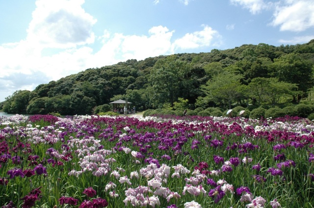 物見山総合公園　菖蒲