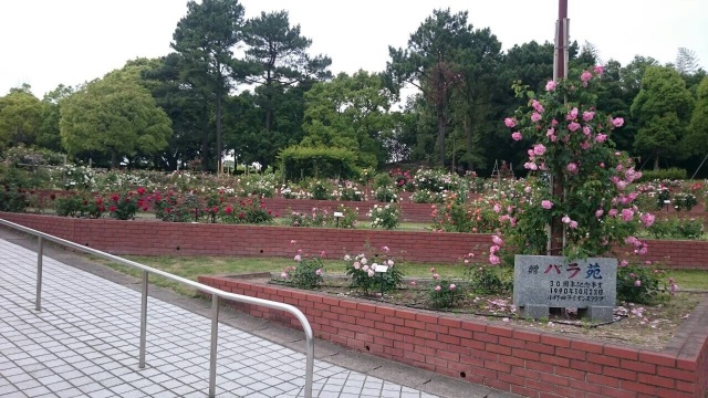 江汐公園　バラ