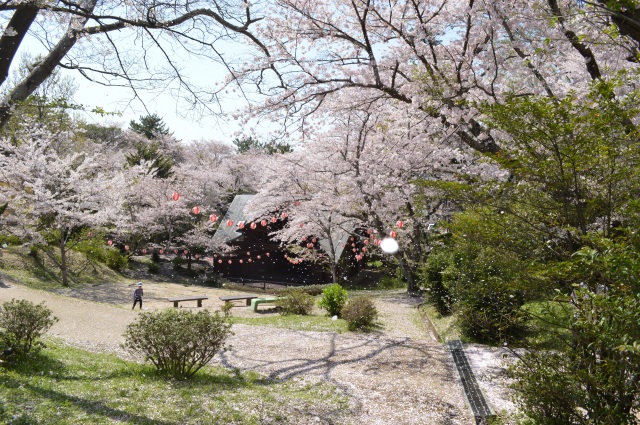 若山公園　桜