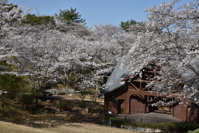 若山公園　桜