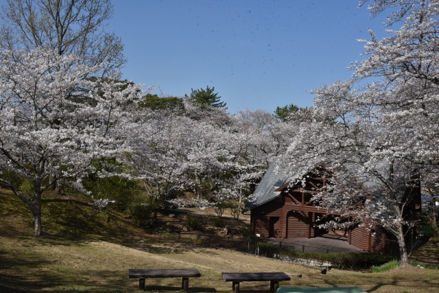 若山公園　桜