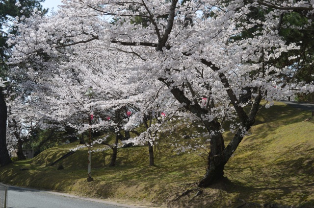 若山公園　桜