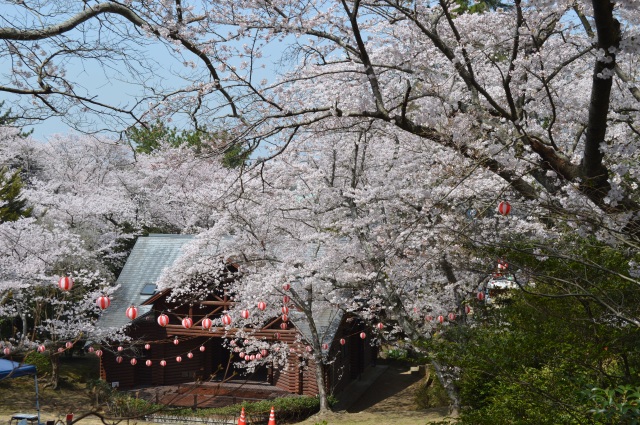 若山公園　桜