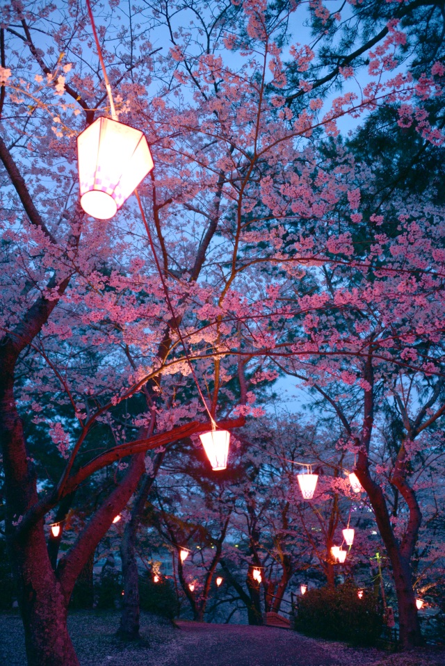 若山公園　夜桜
