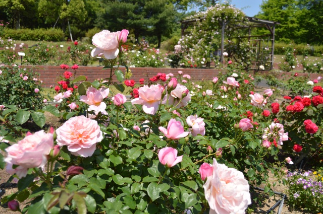 江汐公園　バラ