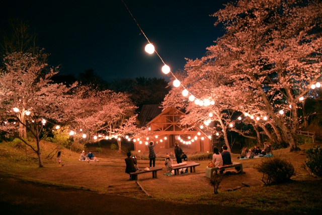 若山公園　夜桜