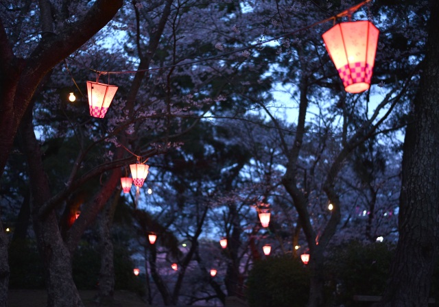 若山公園　夜桜