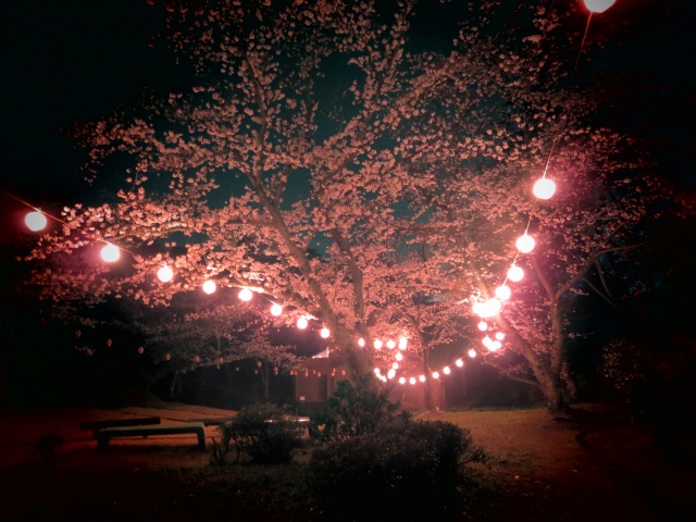 若山公園　夜桜