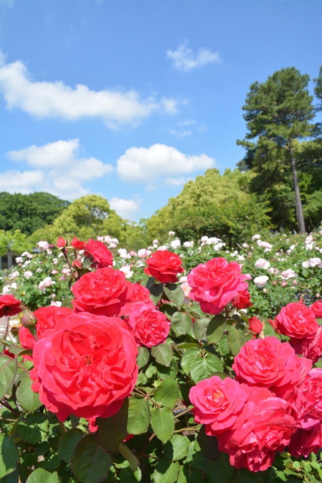 江汐公園　バラ