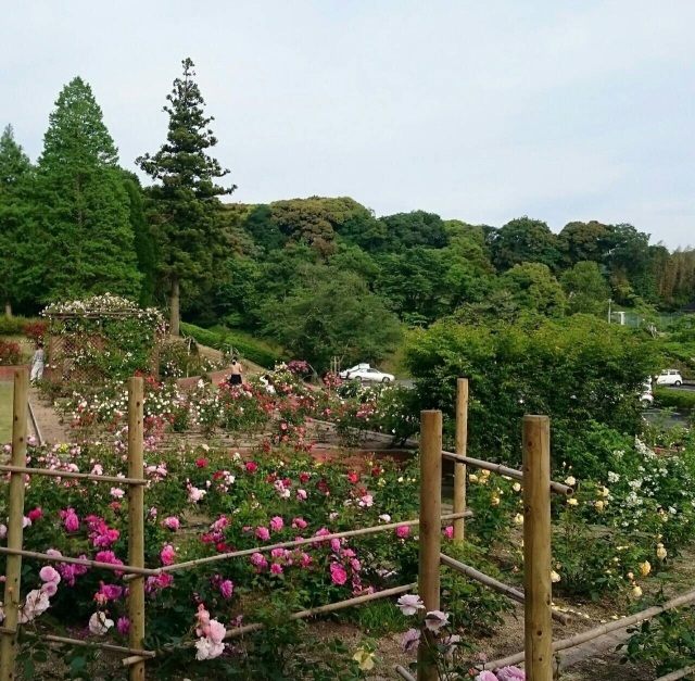 江汐公園　バラ