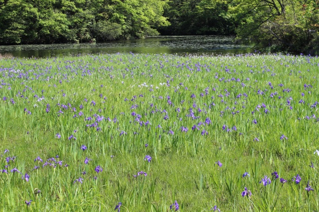 カキツバタ群生地