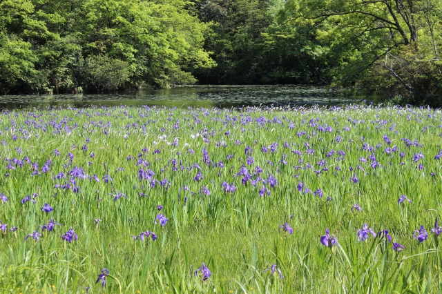 カキツバタ群生地