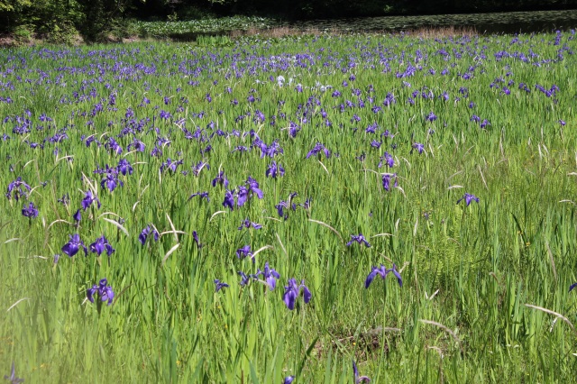 カキツバタ群生地