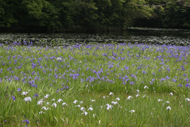 カキツバタ群生地