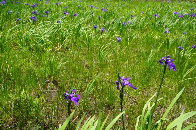 カキツバタ群生地