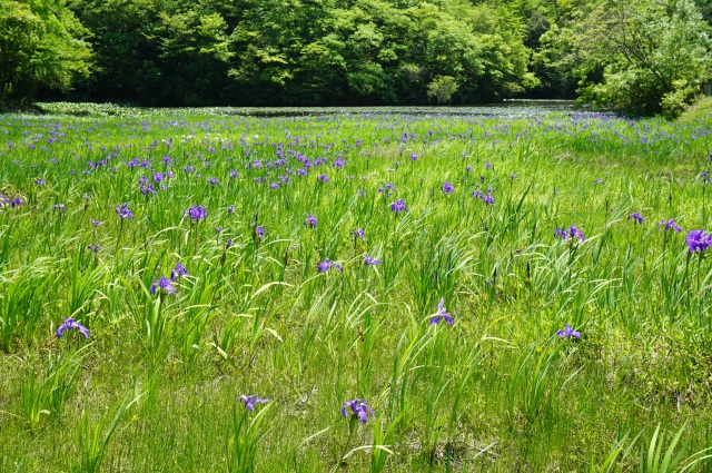 カキツバタ群生地