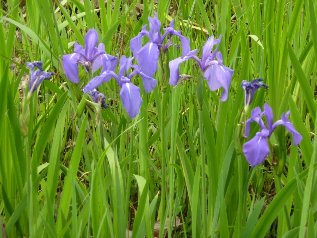 カキツバタ群生地