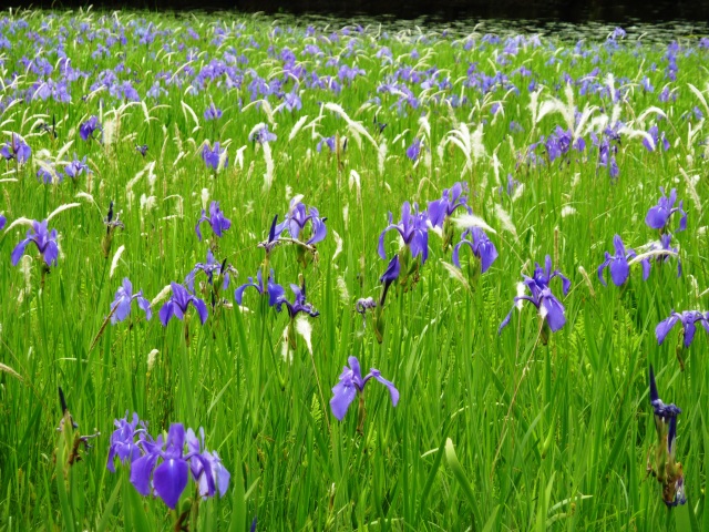 カキツバタ群生地