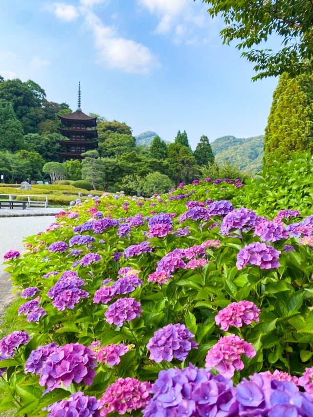 瑠璃光寺五重塔　あじさい