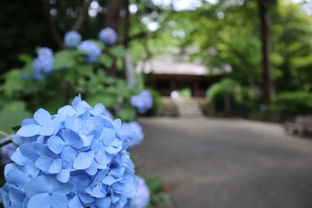 東大寺別院阿弥陀寺　（あじさい寺）