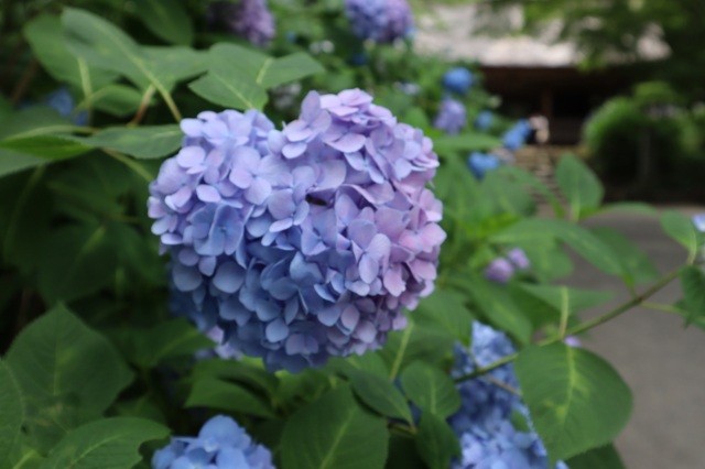 東大寺別院阿弥陀寺　（あじさい寺）