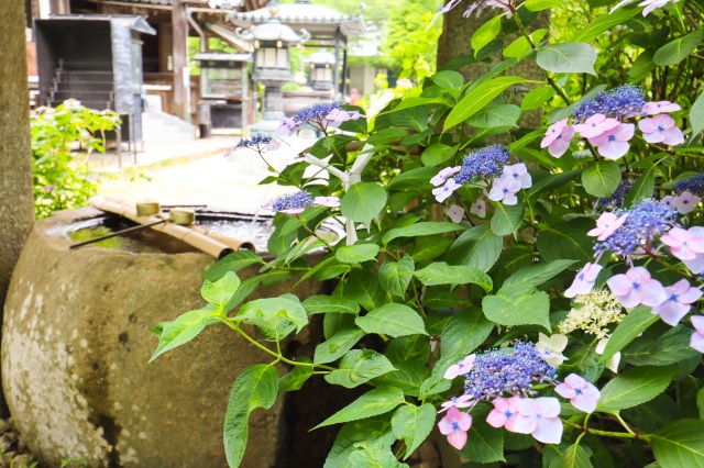 東大寺別院阿弥陀寺　（あじさい寺）