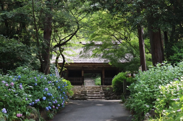 東大寺別院阿弥陀寺　（あじさい寺）