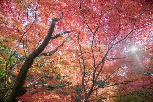 大寧寺　秋