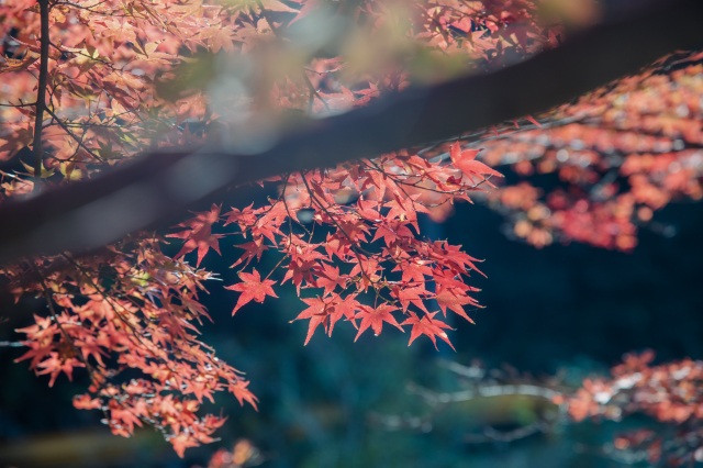 大寧寺　秋