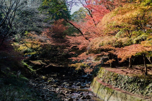 大寧寺　秋