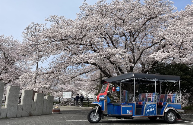 MineTuk　トゥクトゥク×桜