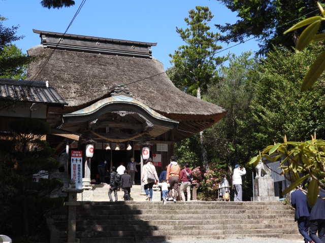 宇佐八幡宮　しゃくなげ