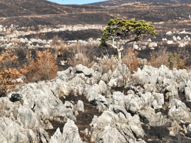 山焼き直後の秋吉台