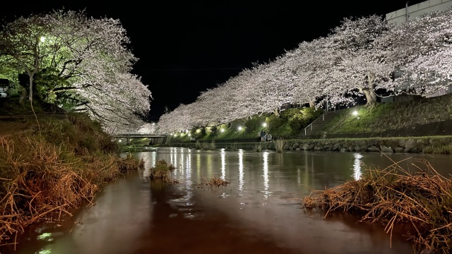 厚狭川桜並木（夜桜）