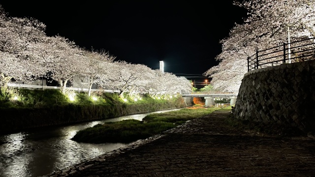 厚狭川桜並木（夜桜）