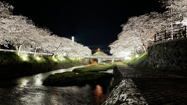 厚狭川桜並木（夜桜）