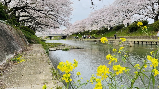 厚狭川桜並木