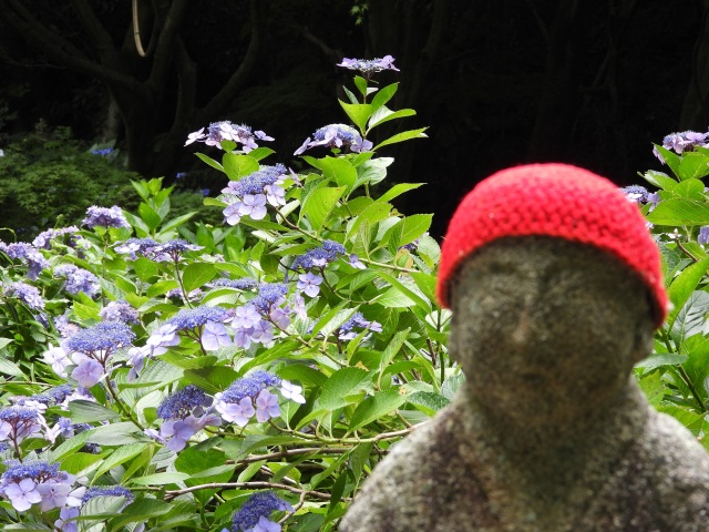 阿弥陀寺　あじさい