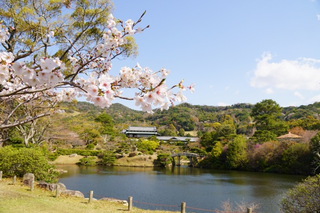 毛利氏庭園　桜