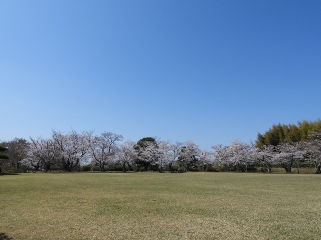 毛利氏庭園　桜