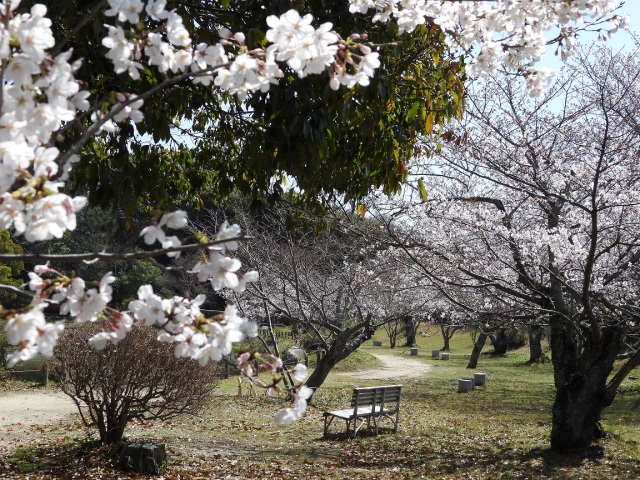 毛利氏庭園　桜