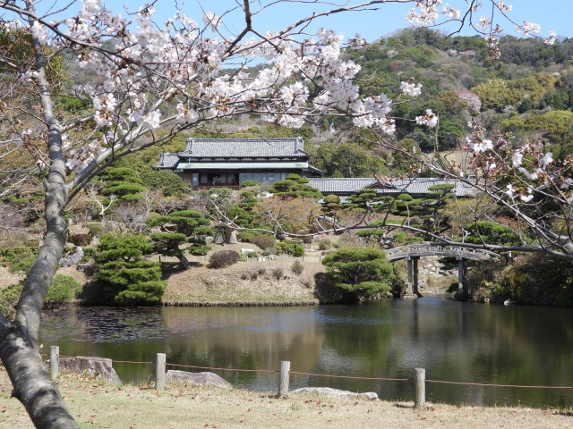 毛利氏庭園　桜