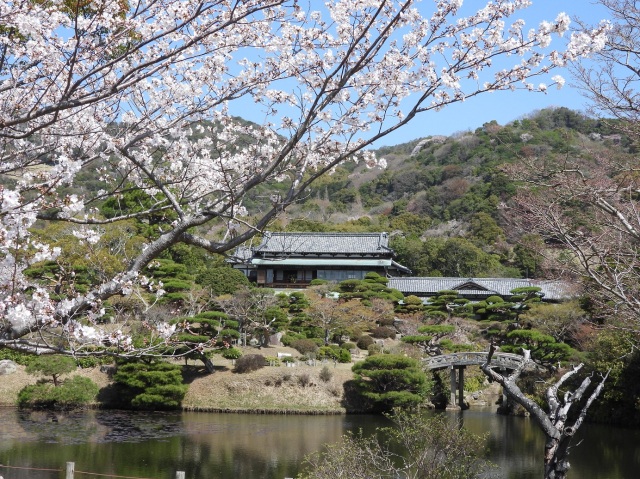 毛利氏庭園　桜