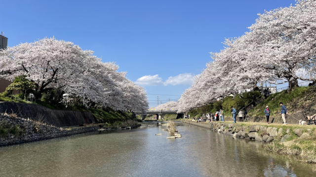 厚狭川桜並木