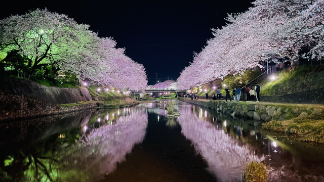 厚狭川桜並木（夜桜）