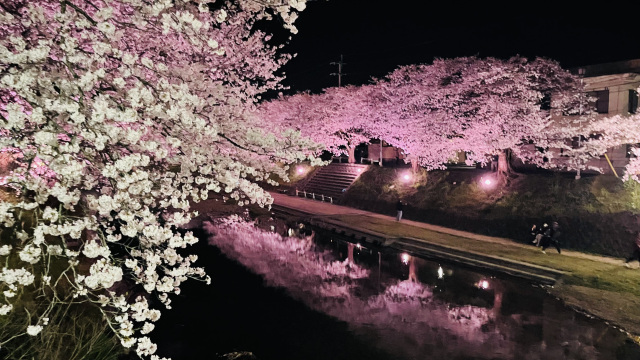 厚狭川桜並木（夜桜）