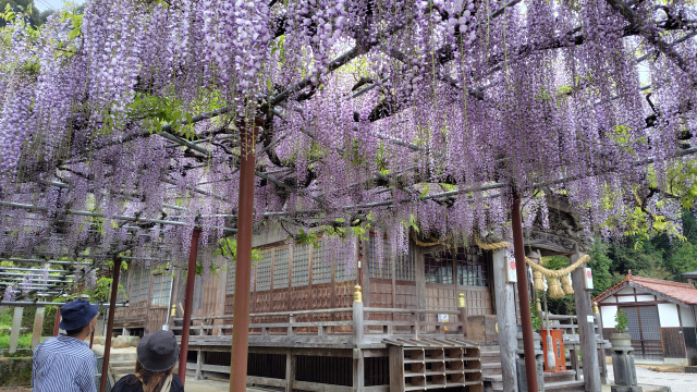 西八幡宮の藤棚